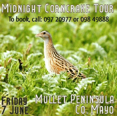 Midnight Corncrake Tour