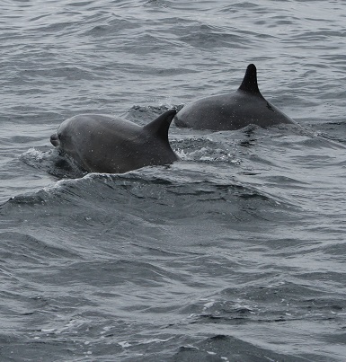 Dolphins in Broadhaven Bay